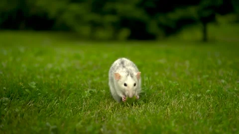 A white rat sits on the grass and eats. Domestic rat walking on the lawn with a Stock Footage 247628477