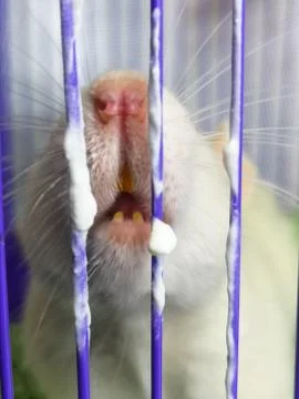White rat sitting in a cage. Muzzle a mouse large plan. Fotos Stock