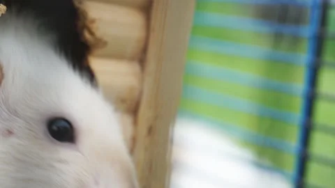The white rat stuck its head out of its small house. Stock Footage 132644550