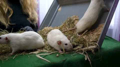 White rats exploring straw bedding in a cozy, well-lit setting, showcasing Stock Footage 340223570