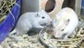 White rats HD Footage