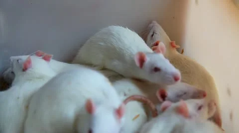 White Rats Stock Footage 10905189