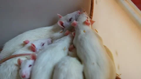 White Rats Stock Footage 10905493