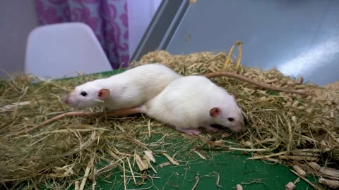 White rats playing in green bedding with straw and wood shavings, soft lighting Stock Footage 340225288
