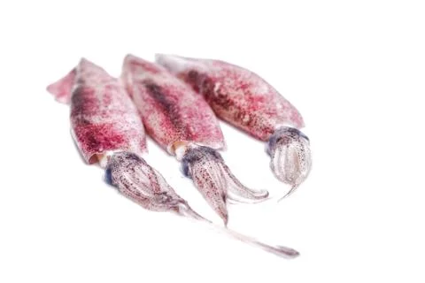 White raw squids Stock Photos