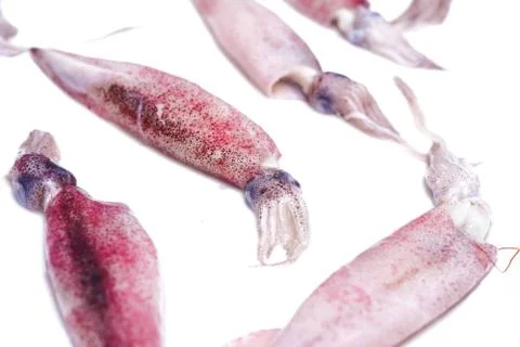 White raw squids Stock Photos