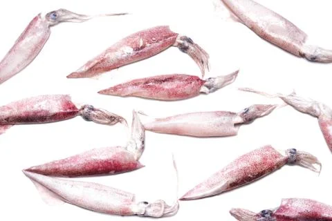 White raw squids Stock Photos