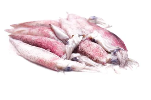 White raw squids Stock Photos