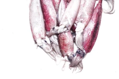 White raw squids Stock Photos