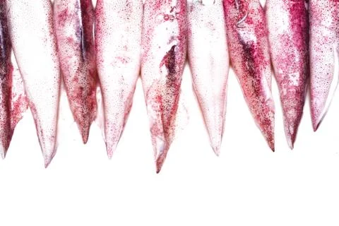 White raw squids Stock Photos