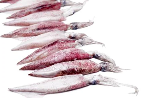 White raw squids Stock Photos