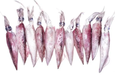 White raw squids Stock Photos