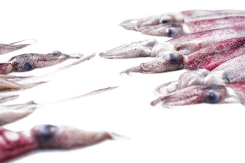 White raw squids Stock Photos
