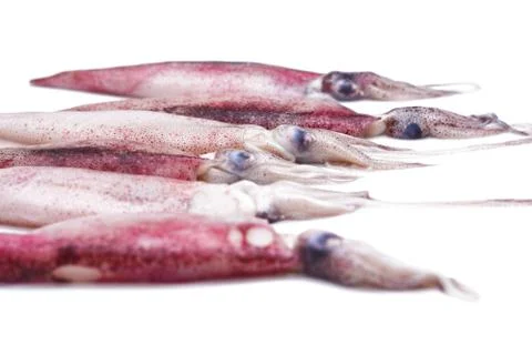 White raw squids Stock Photos