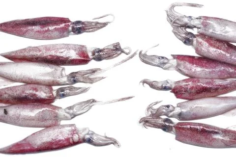White raw squids Stock Photos