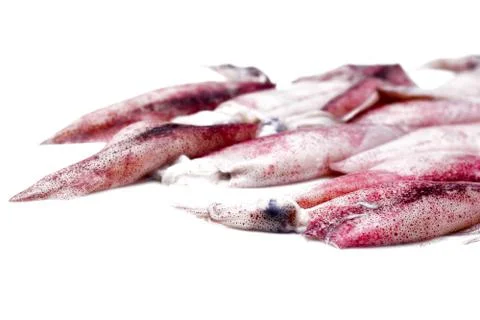 White raw squids Stock Photos