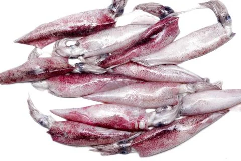 White raw squids Stock Photos
