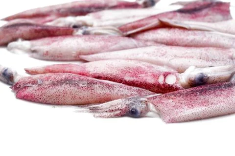 White raw squids Stock Photos