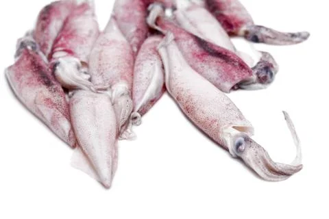 White raw squids Stock Photos