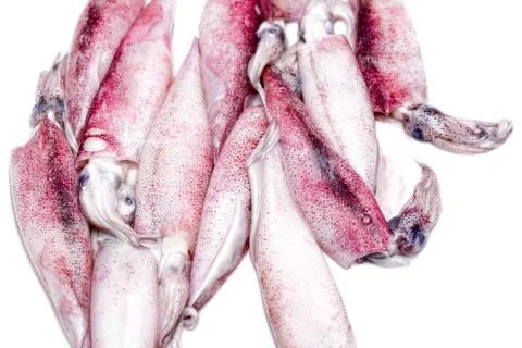 White raw squids Stock Photos
