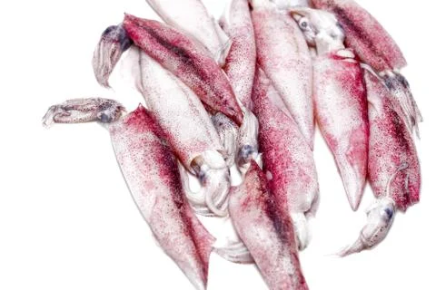 White raw squids Stock Photos