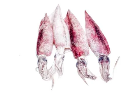 White raw squids Stock Photos