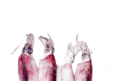 White raw squids Stock Photos