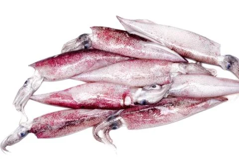 White raw squids Stock Photos
