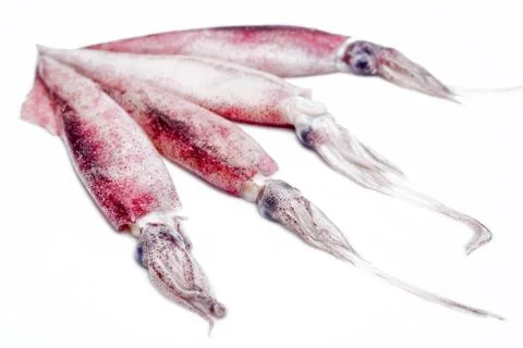 White raw squids Stock Photos