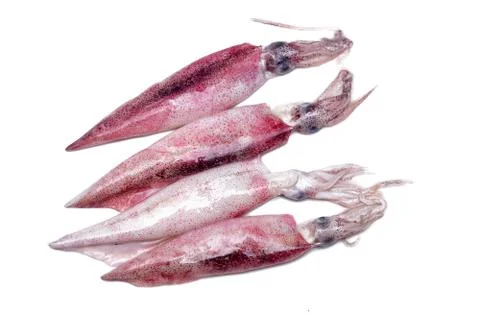 White raw squids Stock Photos