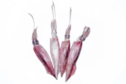 White raw squids Stock Photos