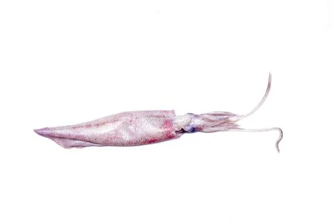 White raw squids Stock Photos
