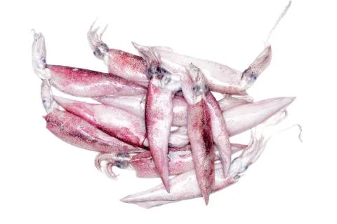 White raw squids Stock Photos