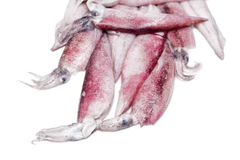 White raw squids Stock Photos