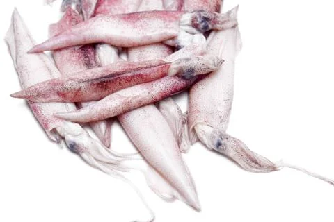 White raw squids Stock Photos
