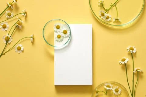 A white rectangle podium with a petri dish placed on and many Feverfew flower Stock Photos