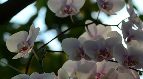 White red and pink orchids slowly moving on the wind Stock Footage 36717852