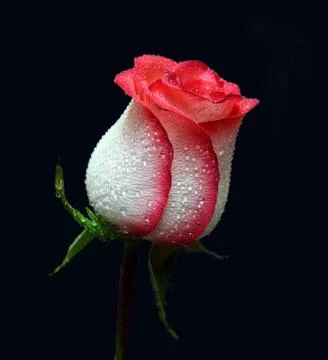 White with red border rose Foto stock