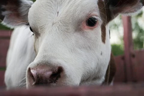 White-red calf portrait closeup Stockfoto's