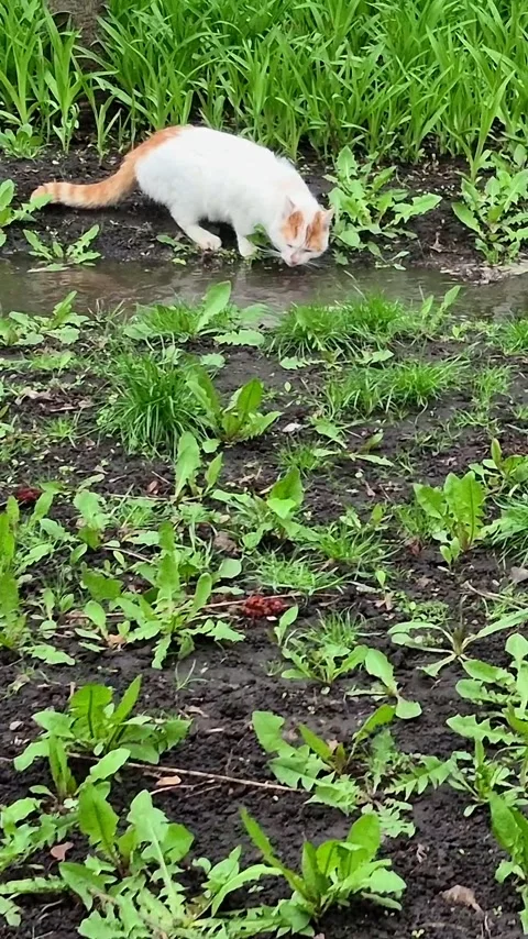 White-red cat drinks water from a stream in nature Stock Footage 306060640