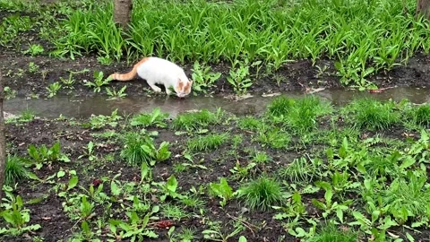 White-red cat drinks water from a stream in nature Stock Footage 306060652