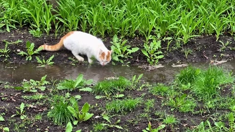 White-red cat drinks water from a stream in nature Stock Footage 306060653