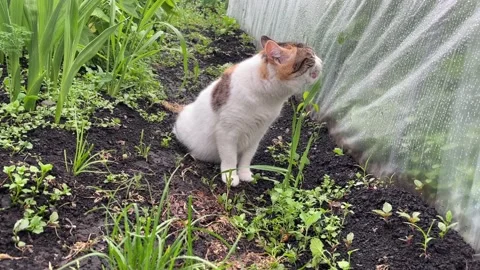 White-red cat eats green grass Stock Footage 198862524