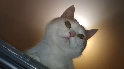 White-red cat sits on a stepladder Stock Footage 151545933