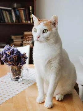 White-red cat sits on a table next to lilac flowers Stock Photos