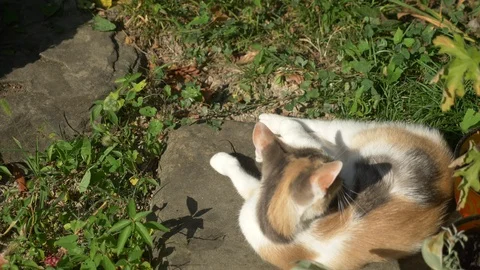 White-red cat is washing lying in the grass Видео 116133648