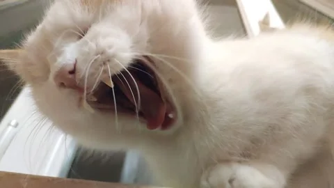 White-red cat yawns Stock Footage 138655984