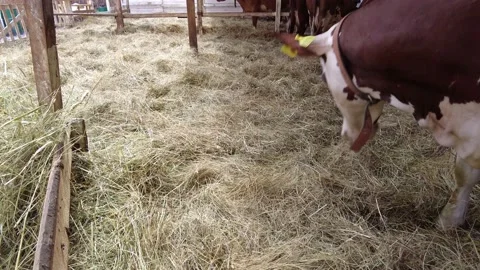 White red cow eats hay grass in a stand with other cows on a farm in the afterno Видео 157526044