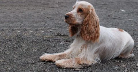 White red dog spaniel Stock Photos