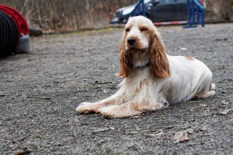 White red dog spaniel Stock Photos